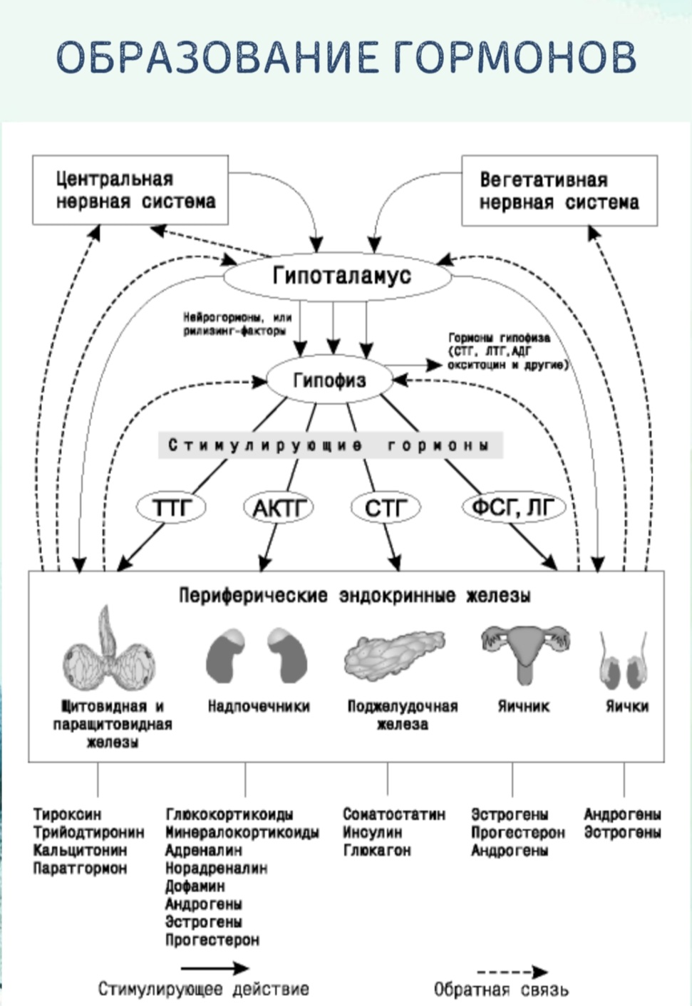 Диагностика щитовидной железы